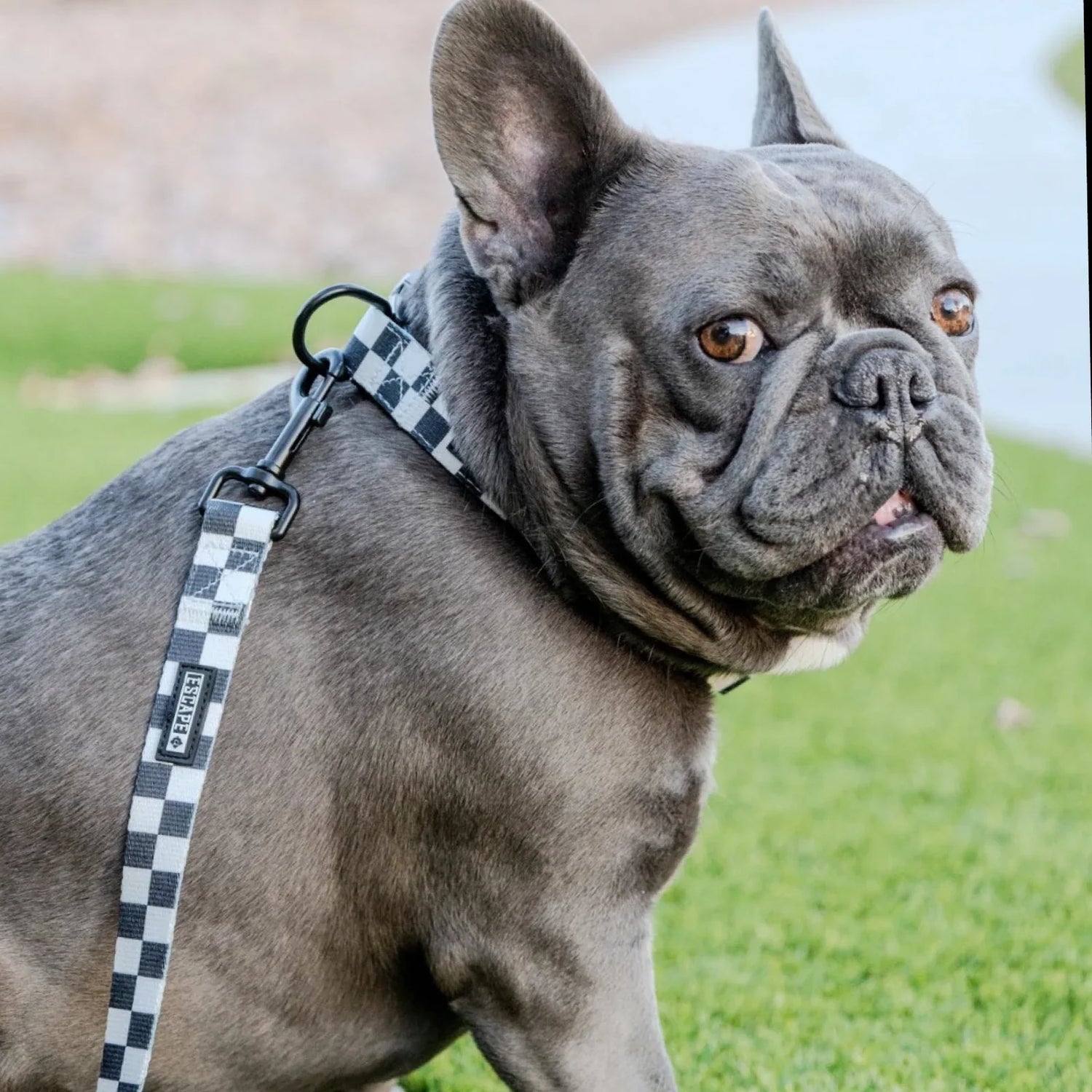 Dog Collar and Leashes